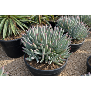 Kotyledón okrúhlolistý (Cotyledon Orbiculata) - výška 20-30 cm, kont.C5L